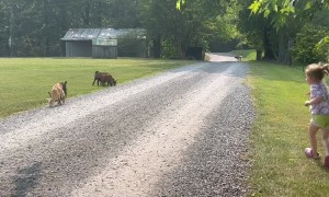Girl Chases Her Pygmy Goats