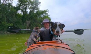 Kayaking Puppy Falls Overboard
