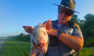 Police rescue piglet on side of highway