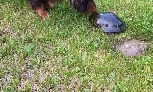 Curious Dachshunds Check Out Turtle