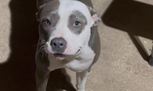 Artemis The Cicada Huntress