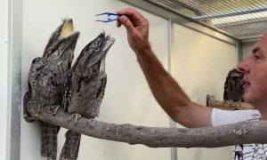 Feeding the Frogmouths