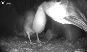 Goose Wants Some Privacy