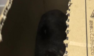 Rock Hyrax Hides in Cardboard Box