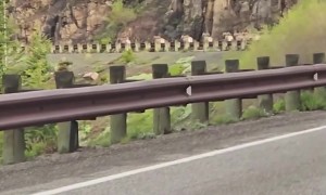 Ram Herd Blocks Traffic in Yellowstone National Park