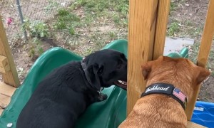 These Dogs Don't Need Humans to Play Fetch