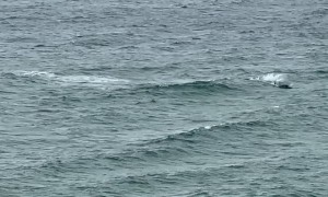 Dolphin Pod Plays in the Waves