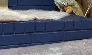 Sancho The Iguana Climbs Against All Odds