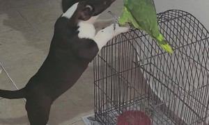 Pup and Parrot Play