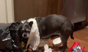 Naughty Dog Gets Into Trash