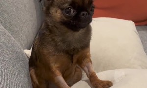 Puppy Goes Too Hard at the Biscuit Factory