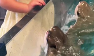 3-Year-Old Petting Cownose Rays