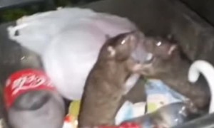 Man Interrupts Rats Having a Moment