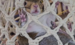 Barkley The Squirrel Has A Lazy Sunday