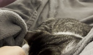 Kitten Sleeps Deeper Than The Mariana Trench