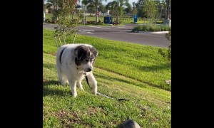 Ritchie Sees a Turtle for the First Time