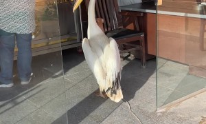 Pelican Stands In Line To Get Fish