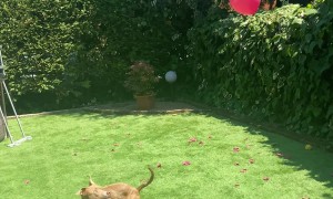 Balloon Loving Pitbull