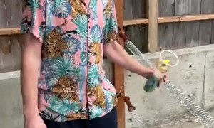 Shoeless Drunk Man Touches Bear Fence