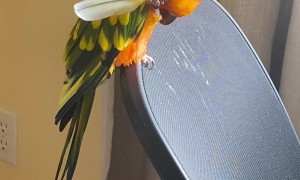Mango the Parrot Scratches her Head with her Feather