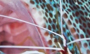 Shrimp Cleans Grouper's Jaws