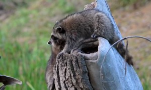 Raccoon Siblings Play On A Stump