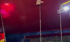 6-Year-Old Acrobat Performs at Circus