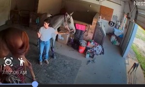 Harold The Horse Clotheslines Himself