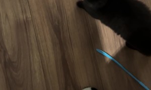 He Couldn't Quite Reach That High Note