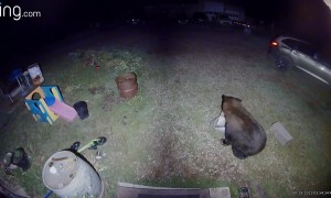 Great Pyrenees Tries to Scare Away Bear Eating Her Dog Food