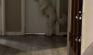 Dog Tries To Open Dad's Door