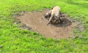 Labrador Gets Dirty in Mud Puddle