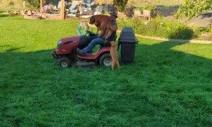 Golden Retrievers Catch a Ride on Lawn Mower