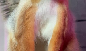 Singing Red Squirrel