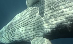 A Swim With A Calf Whale