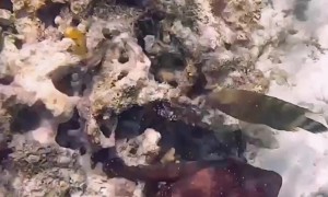 Octopus Punches a Fish