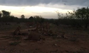 Lazy Lionesses Startled Awake By Thunder's Boom