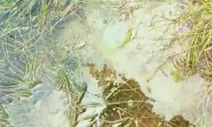 Surprising Find in the Water