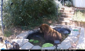 Black Bear Figures Out How to Stop a Water Fountain
