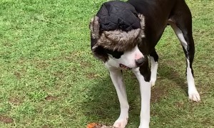 Dog Wears A Hat