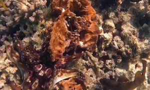 Octopus Gets Pushy