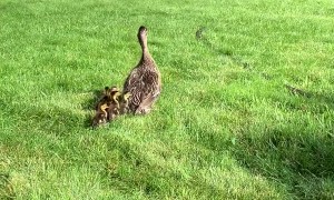 Group Work To Rescue Ducklings From Sewer