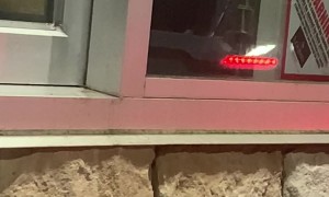 Rats at Whataburger Drive-Thru