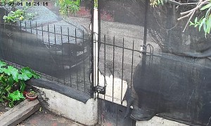 Pup Pulls Privacy Mesh Off Fence
