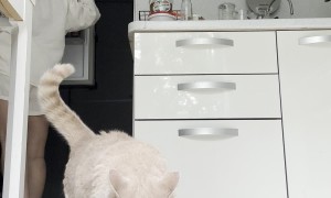 Sleepy Cat Demands Morning Meal