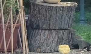 Squirrel Nibbles On Carved Pumpkin