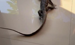 Lizard Scrambles Across Tile Floor