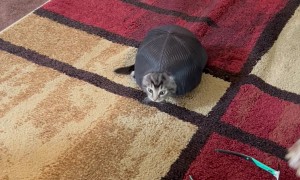 Is This A Turtle Or A Cat