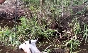 Rescuing A Cow In The Mud