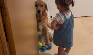 Dog Gets Scolded For His Crimes